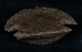 Hadrosaur Ungual (Foot Claw) - South Dakota #4705-2